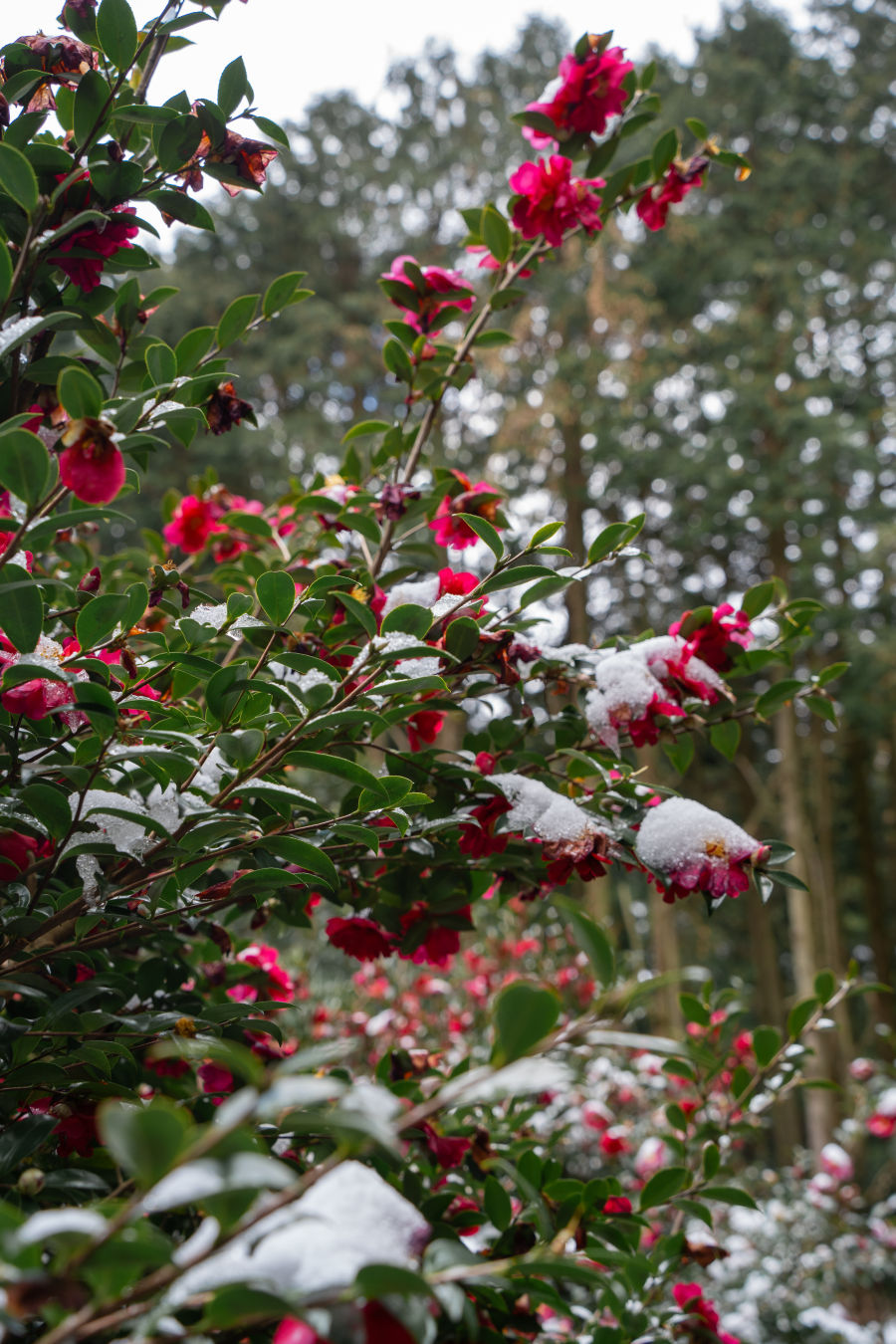 비밀의 숲 동백꽃