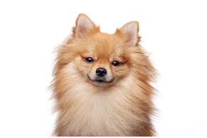 인기 애완견 포메라니언