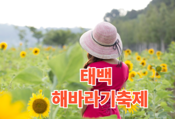 태백 해바라기축제