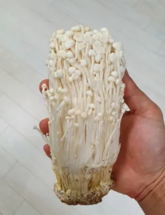 팽이버섯 효능_14