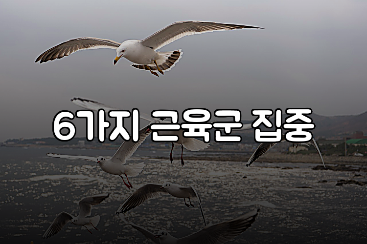 6가지 근육군 집중