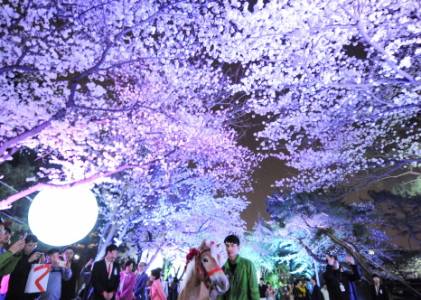렛츠런파크 야경 벚꽃 축제