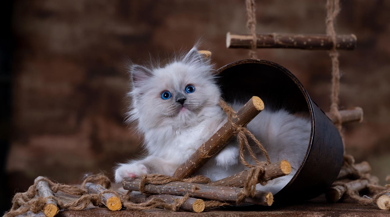 고양이 뇌전증 진단 방법