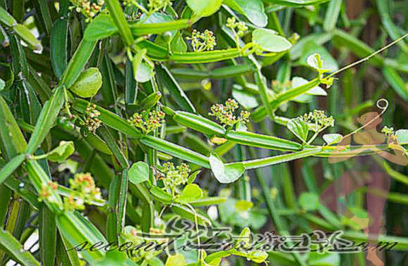 시서스 효능 부작용