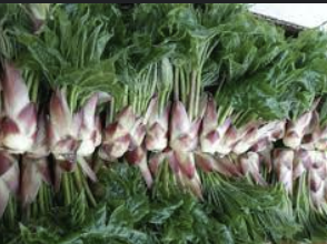 엄나무순 효능 가격 요리법 장아찌 담그는법 총정리(최신)