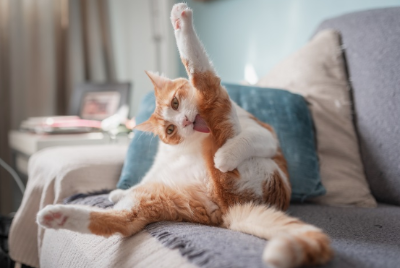 털을 다듬는 고양이