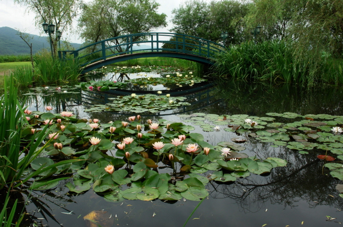 세미원 사랑의 연못