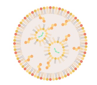 mRNA