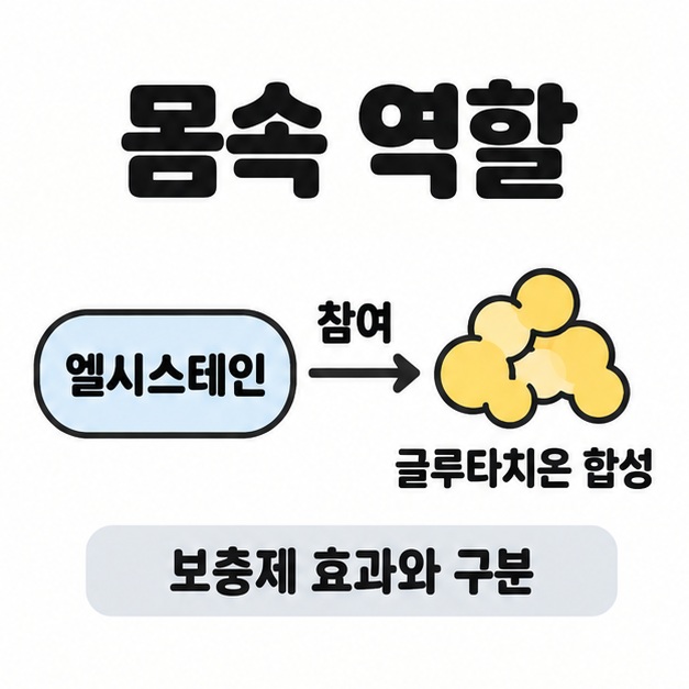 엘시스테인이 글루타치온 합성에 참여하는 관계와 보충제 효과와 구분 문구를 보여주는 도식
