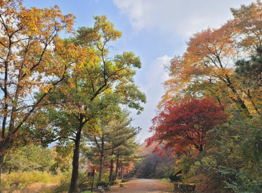 서울대 관악수목원 단풍 절정 가이드 놓칠 수 없는 인생샷 명소 5