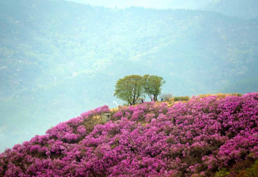 진달래꽃 명소 여수 영취산