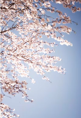 벚꽃