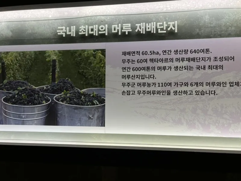 머루 재배 덩굴 유인 전정 관리 당도 올리기_6