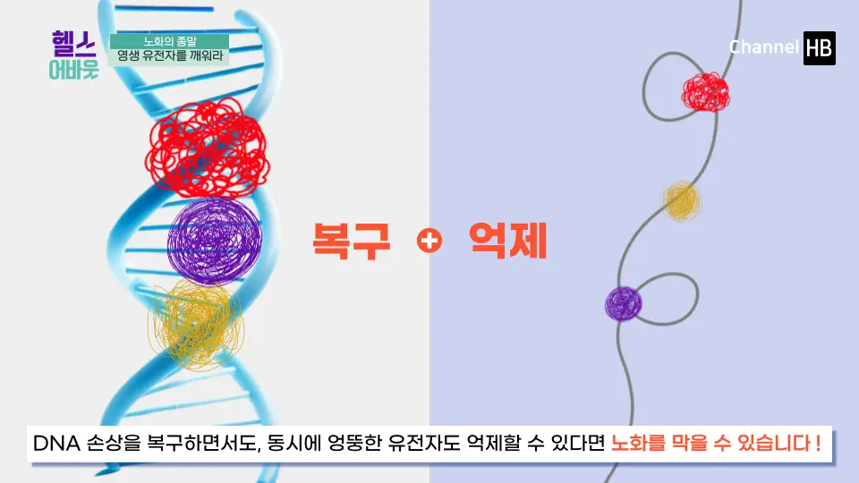 NMN효능