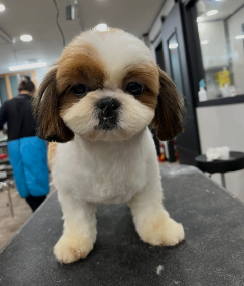 시츄