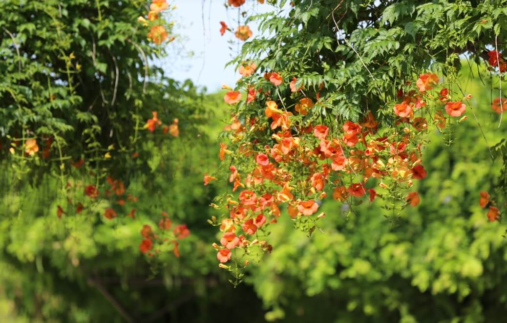 2025 비체올린 능소화축제 ! 제주 여름 꽃 & 능소화 축제: 주홍 빛 꽃비 속에서 만나는 감성 여행!