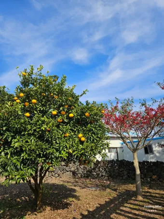 몽골 유배지 제주 외세 역사_9