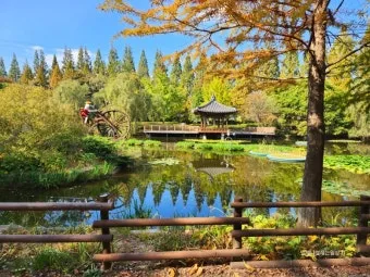 경상남도 수목원 5월의 꽃 관음죽꽃 핑퐁나무 황금자주달개비 마가렛 만첩빈도리 자란 크레이프자스민_5