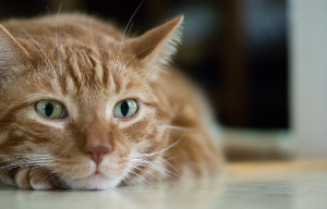 흥미롭게 무언가를 바라보는 고양이