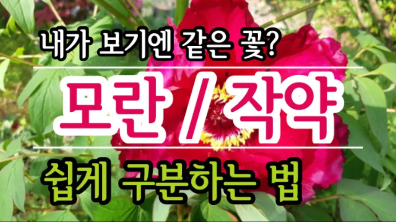 모란꽃과 작약꽃 차이점 구분 비교_2