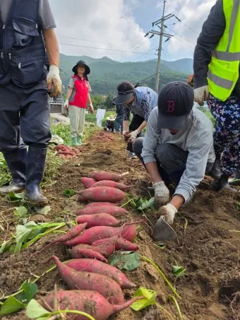 고구마캐는시기 딱 3가지 신호만 보세요 보관법까지 총정리로_12
