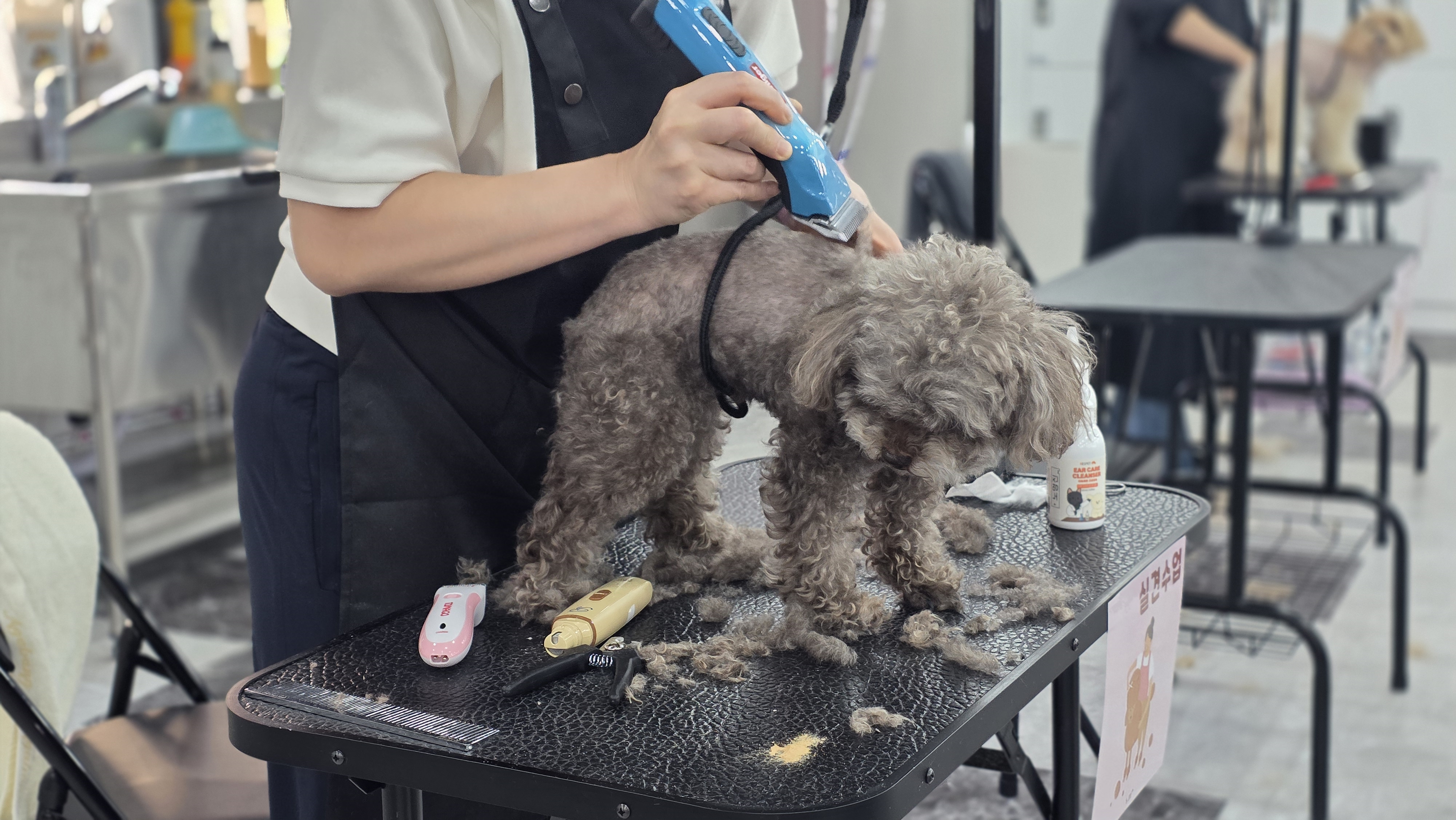 애견미용사 실습