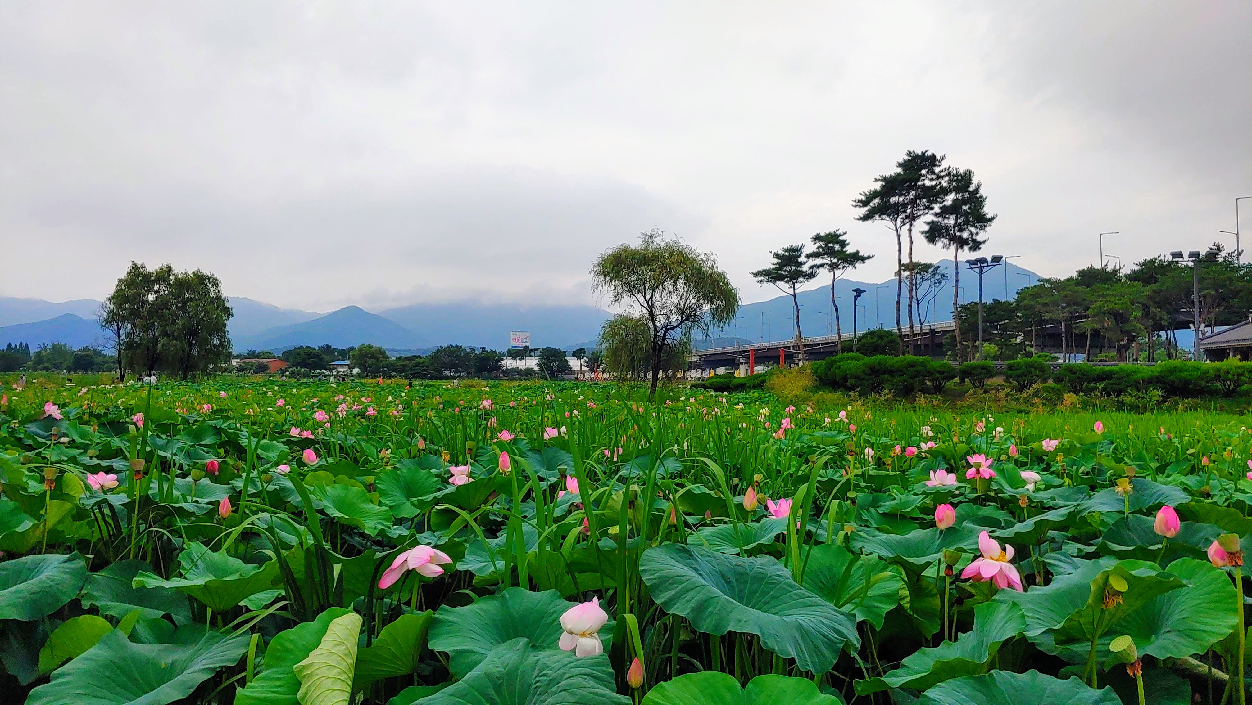 남양주 물의정원, 봄에 가장 걷기 좋은 산책 코스
