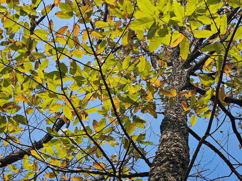 굴참나무 수형1