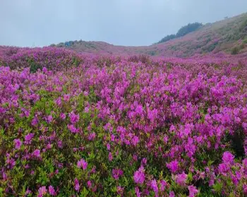 황매산 철쭉축제_14