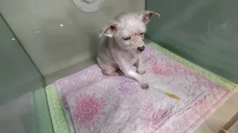 노령견 신부전2기 자연식 화식 레시피 건강식_17