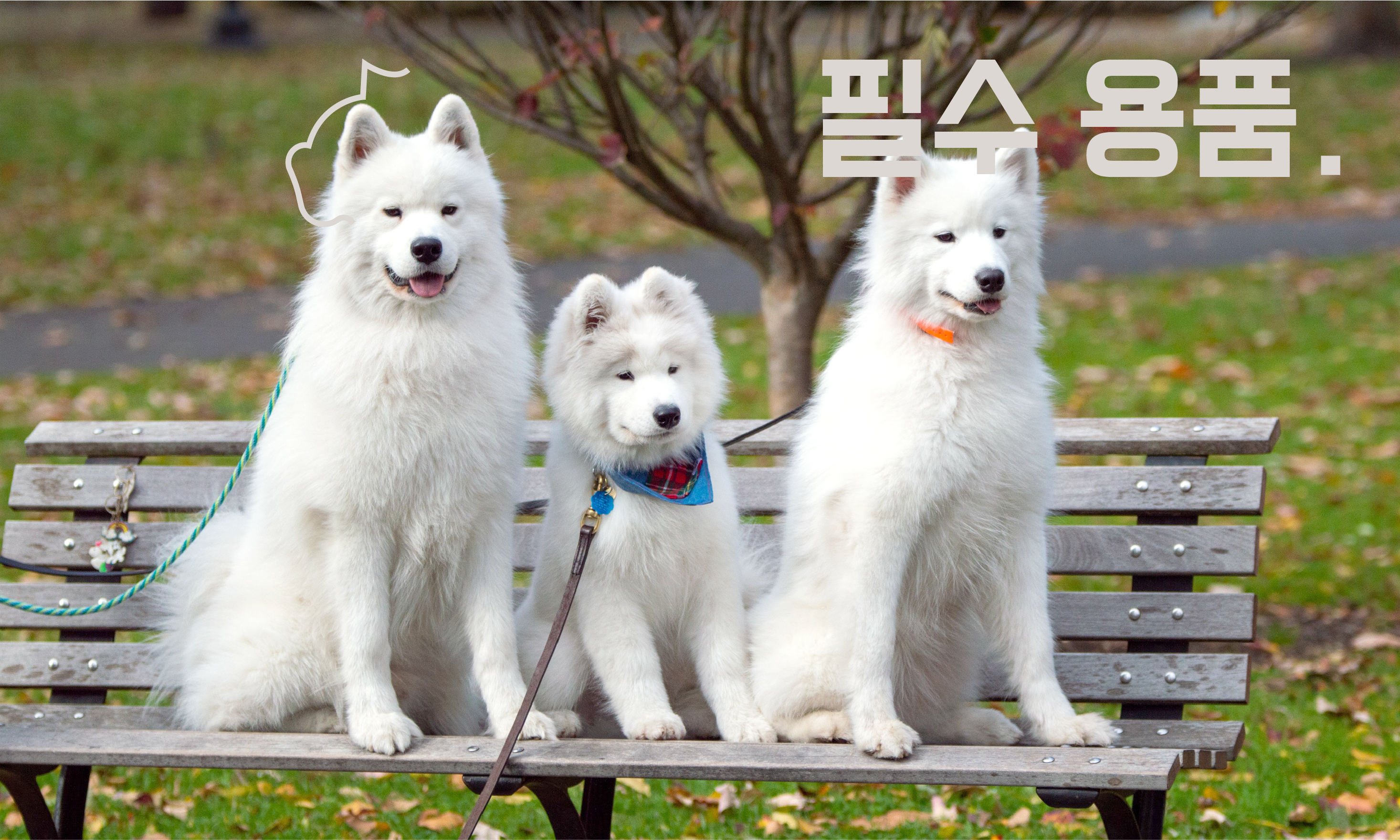 사모예드