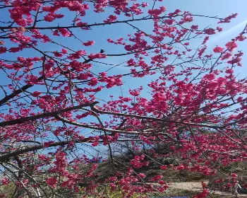 매화꽃 개화시기_24