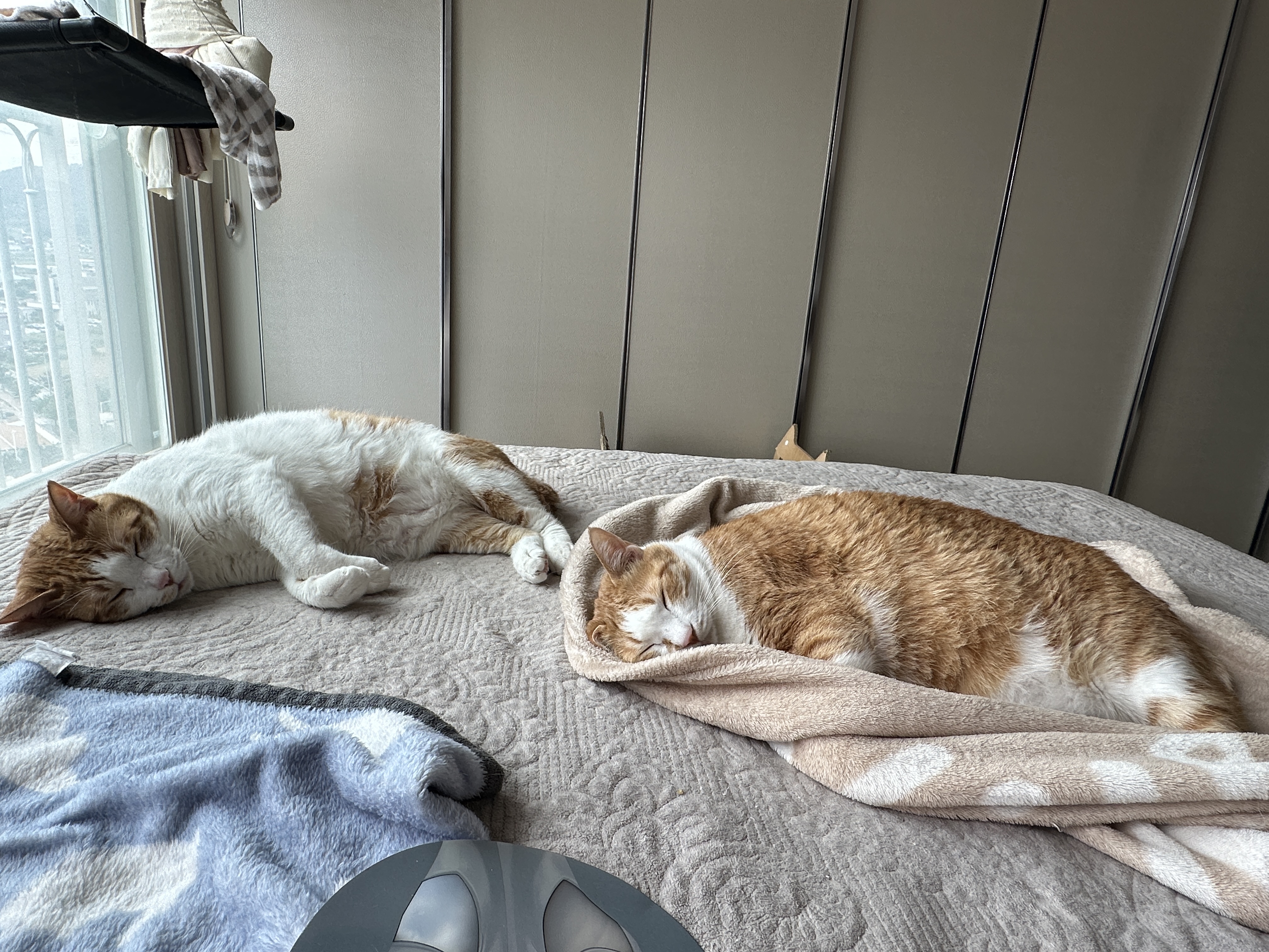 막둥이랑_호야랑_나란히_같은_포즈로_자고_있는_치즈냥이_형제