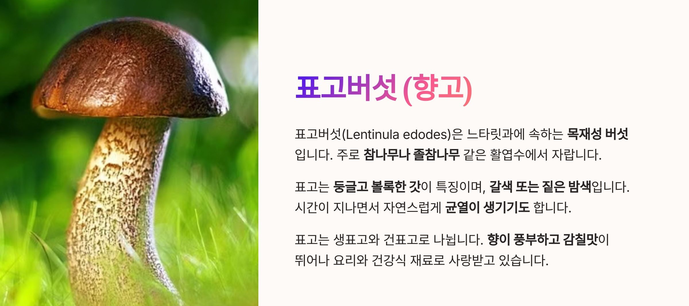 표고버섯 (향고)