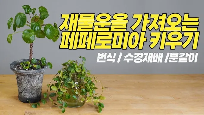 페페로미아 키우기 물주기 분갈이 빛관리 작고 예쁜 실내식물_1