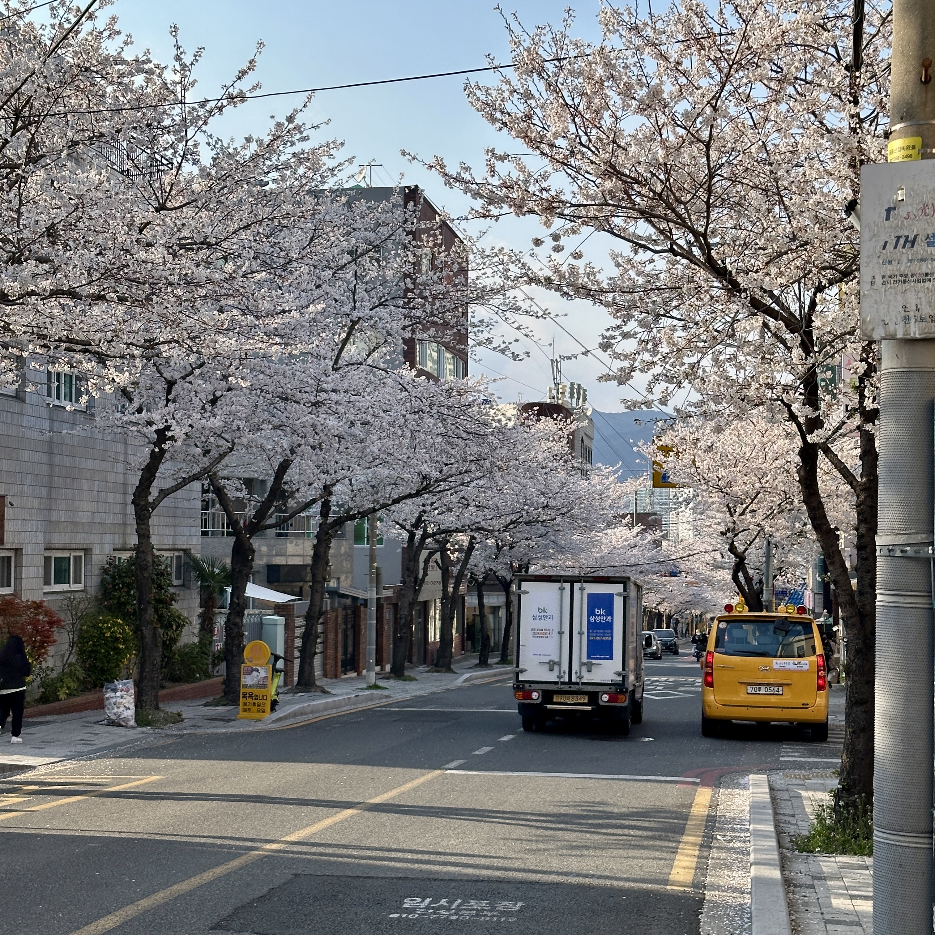 부산벚꽃명소_중앙천로_벚꽃길