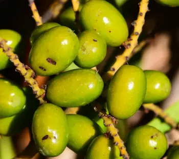 전립선 치료제 쏘팔메토 가격 및 효능&amp;#44; 복용시 주의점