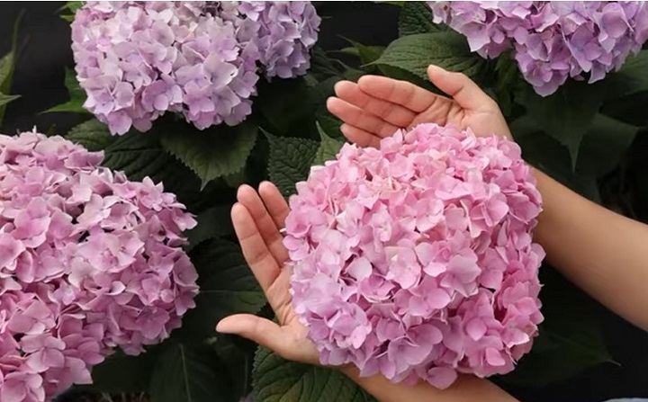 공주 수국 축제