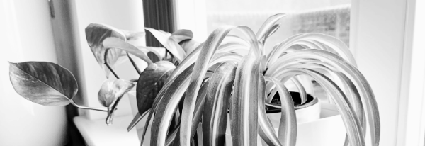 나비란 키우기: 햇빛 · 온도