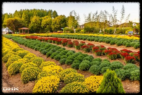 2024 드림파크 국화축제: 인천의 가을 대표 꽃 축제