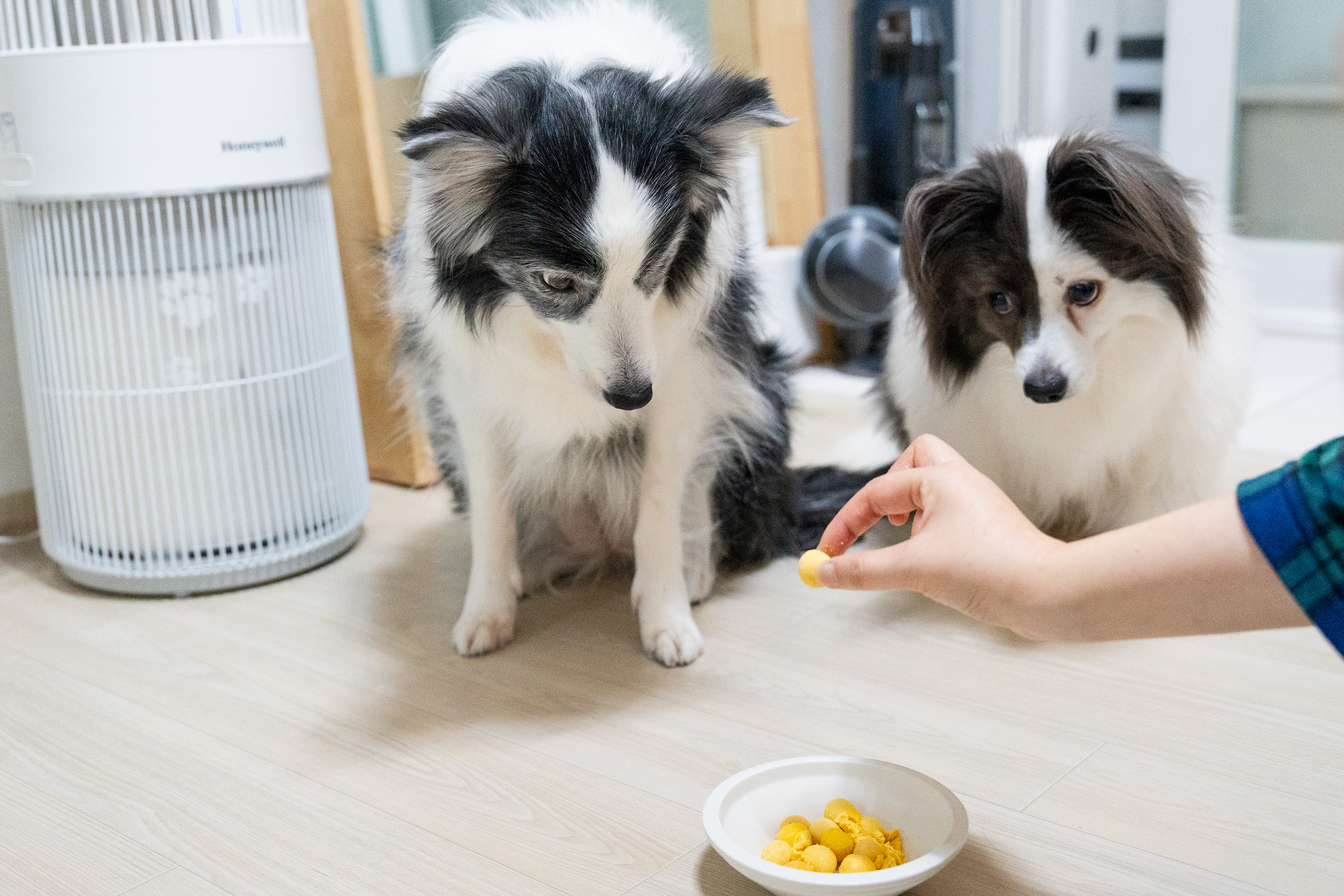 고양이 강아지 간식 고로고로 동결건조 메추리 노른자