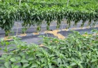 고추 재배 모종 고르기 지주 설치 시비 요령_12