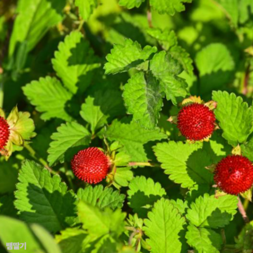 뱀딸기