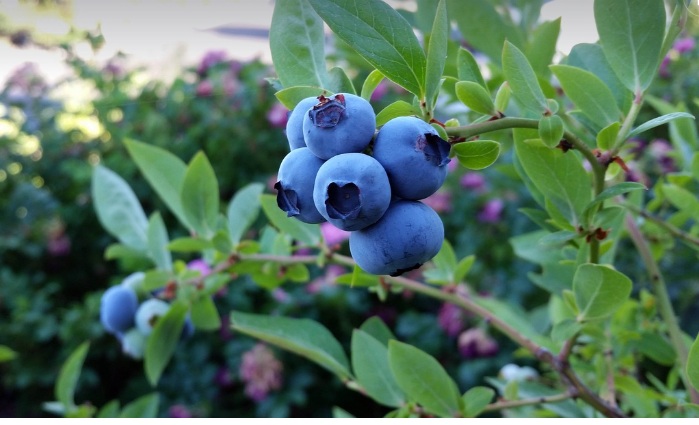 블루베리 모습