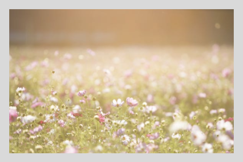 러브버그 방역법