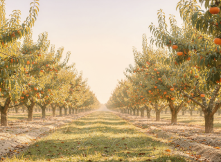 대봉감 보관방법