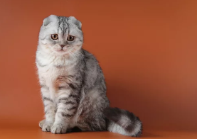 스코티시 폴드/출처:어도비스톡