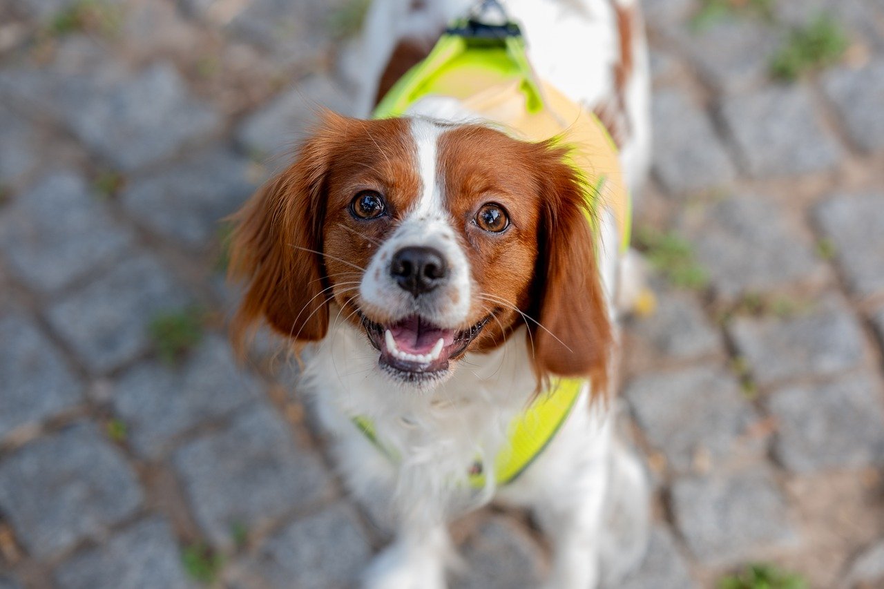 잉글리쉬 토이 스패니얼(English Toy Spaniel)