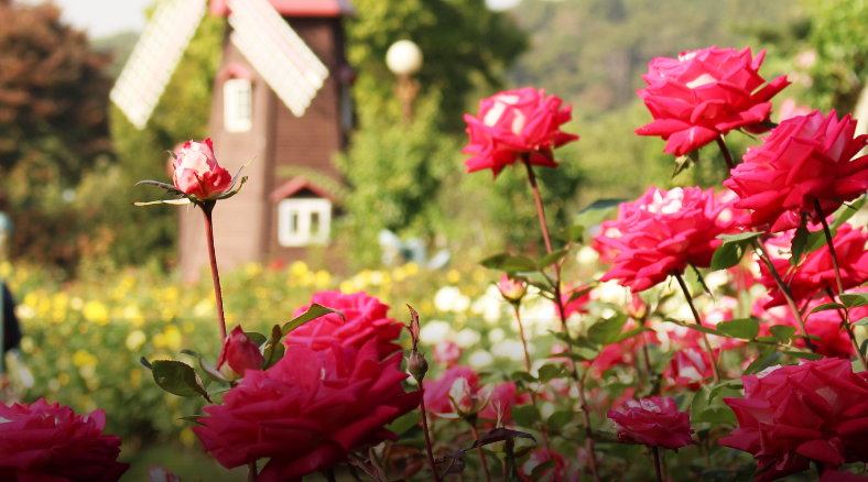 과천서울대공원 장미원 2025 장미축제
