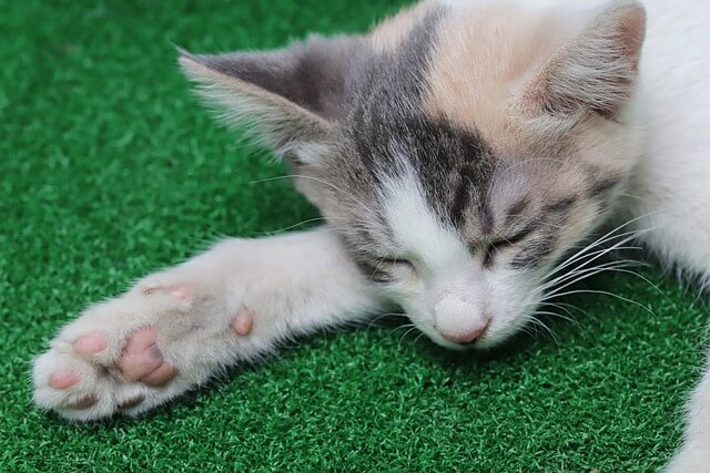 천안 길고양이 학대